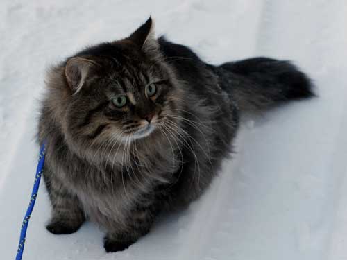 Jon